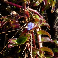 Cyanotis obtusa (Trimen) Trimen
